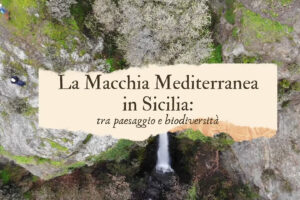 La macchia mediterranea in Sicilia